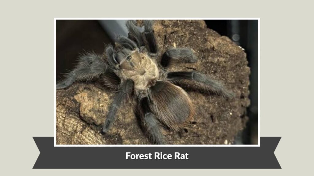 Moellendorf’s Tarantula