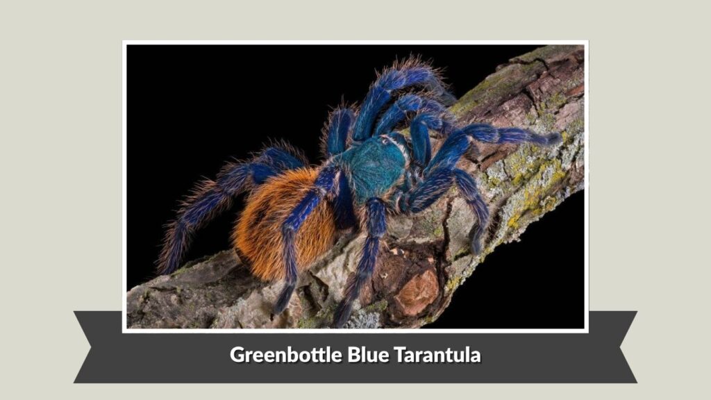Greenbottle Blue Tarantula