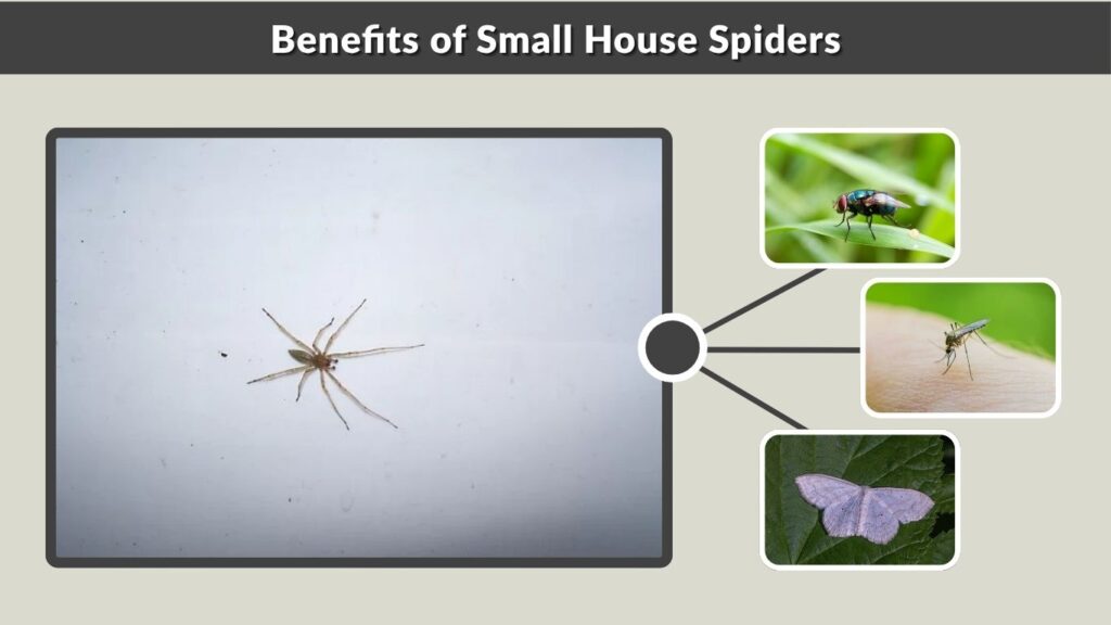 Benefits of Small House Spiders