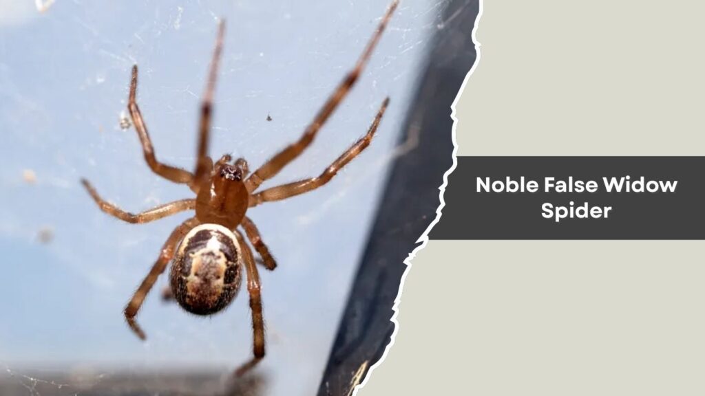 Noble False Widow Spider