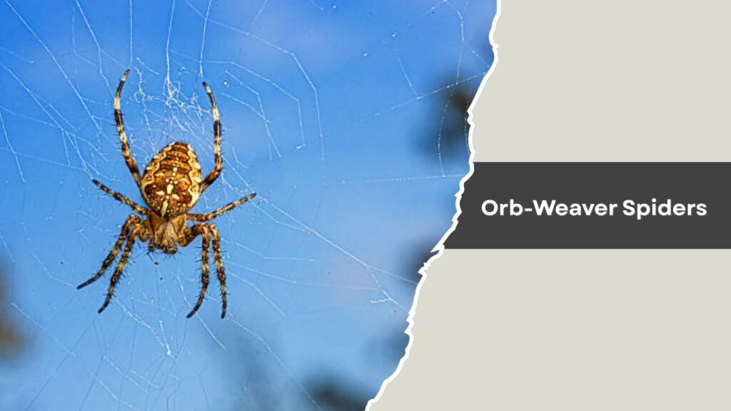 Orb-Weaver Spiders