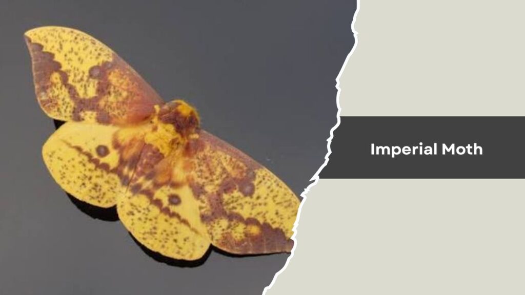 Imperial Moth