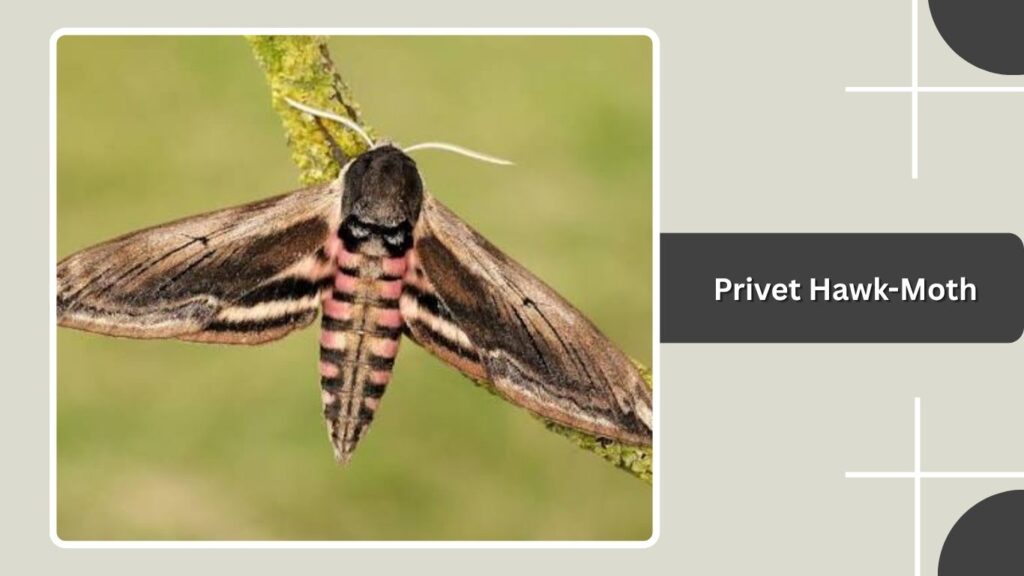Privet Hawk-Moth