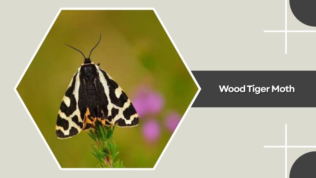Wood Tiger Moth