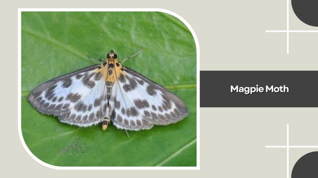 Magpie Moth