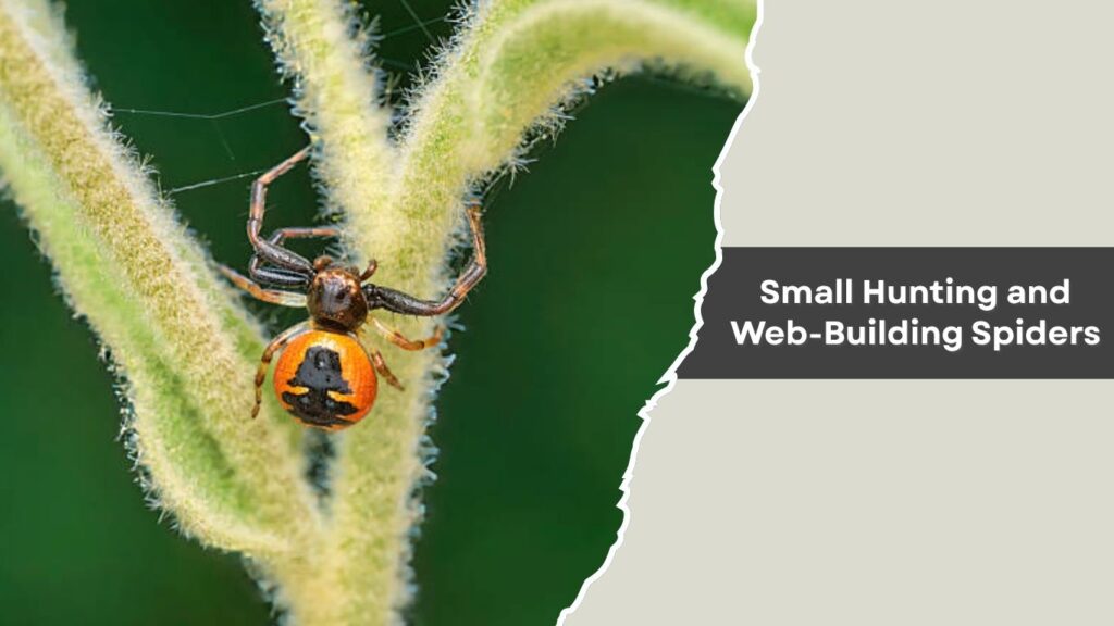 Small Hunting and Web-Building Spiders