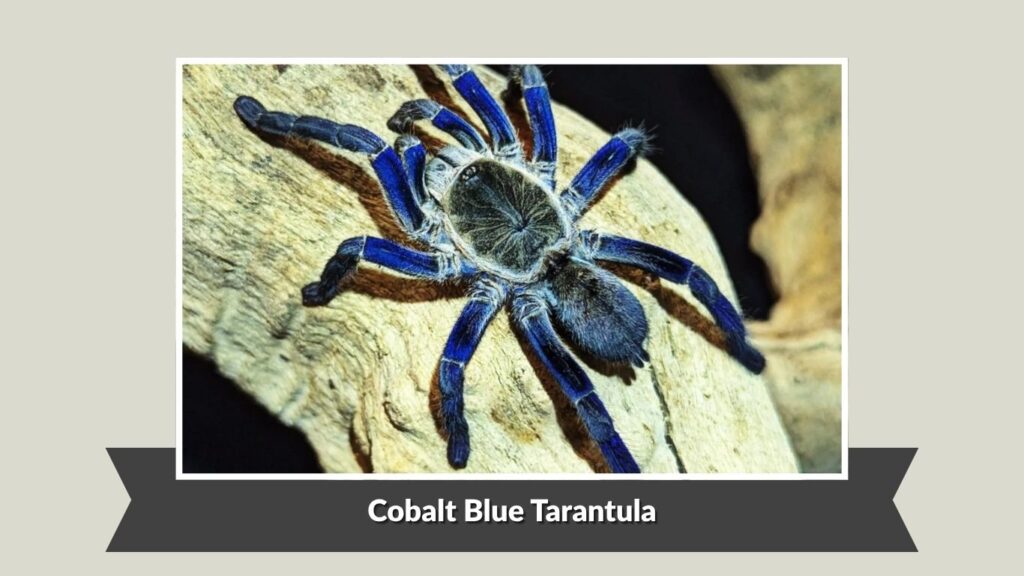 Cobalt Blue Tarantula