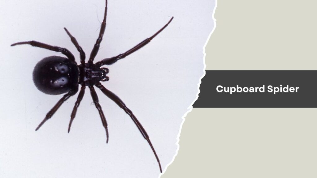 Cupboard Spider