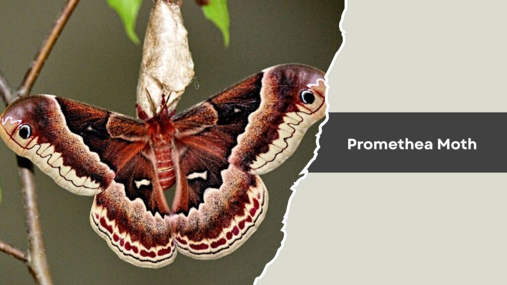 Promethea Moth