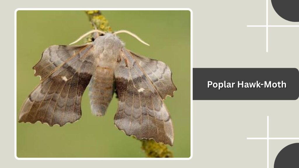 Poplar Hawk-Moth