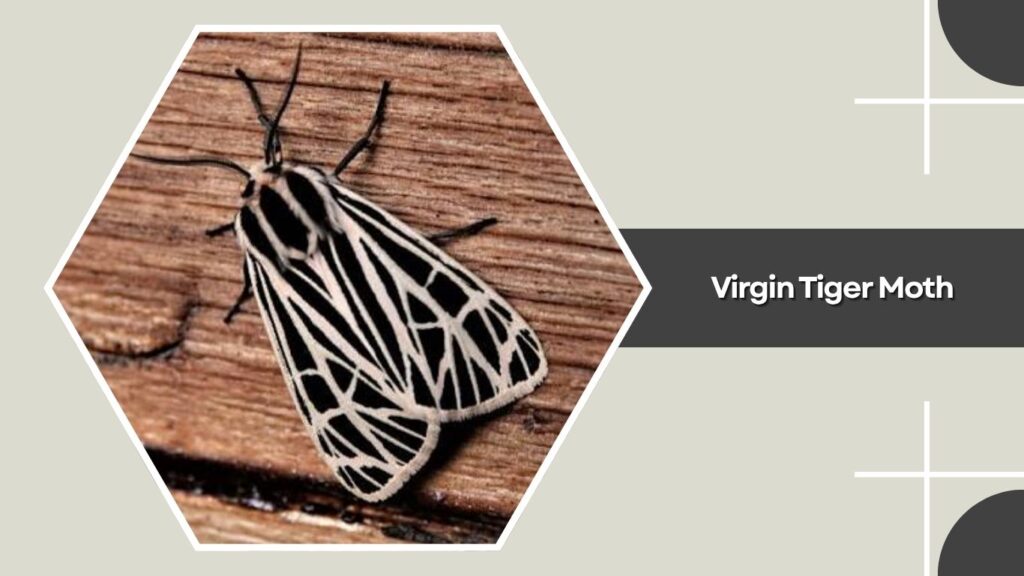 Virgin Tiger Moth