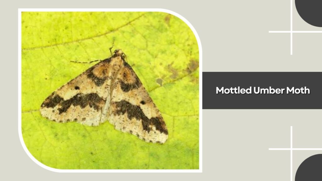Mottled Umber Moth