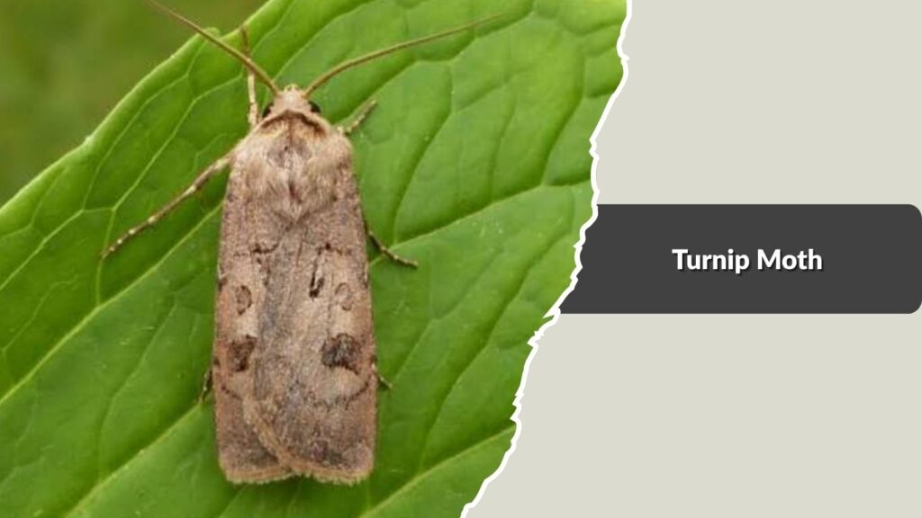 Turnip Moth
