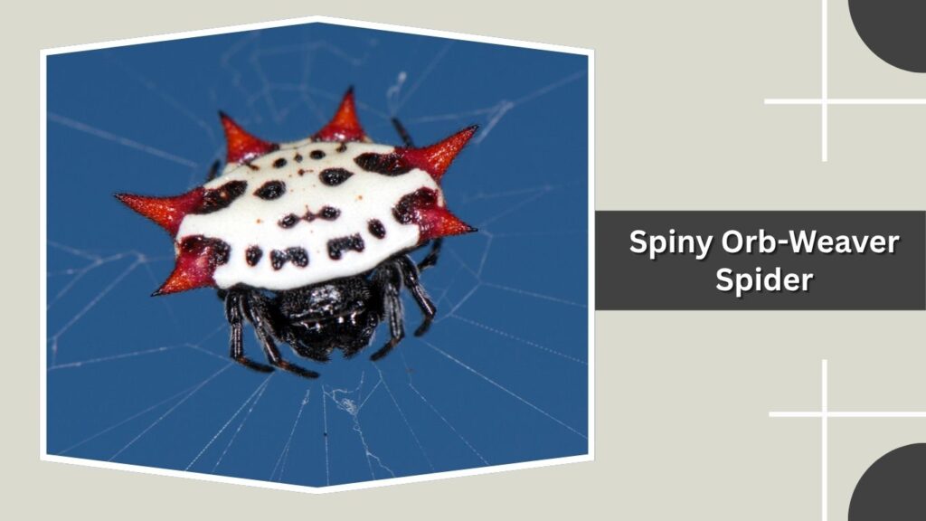 Spiny Orb-Weaver Spider