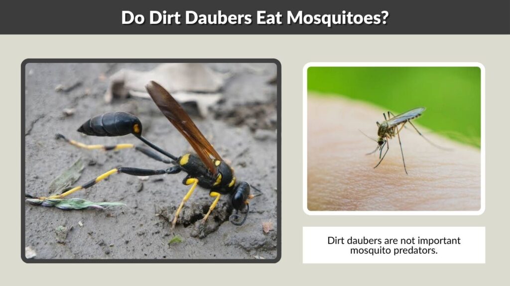 Do Dirt Daubers Eat Mosquitoes?