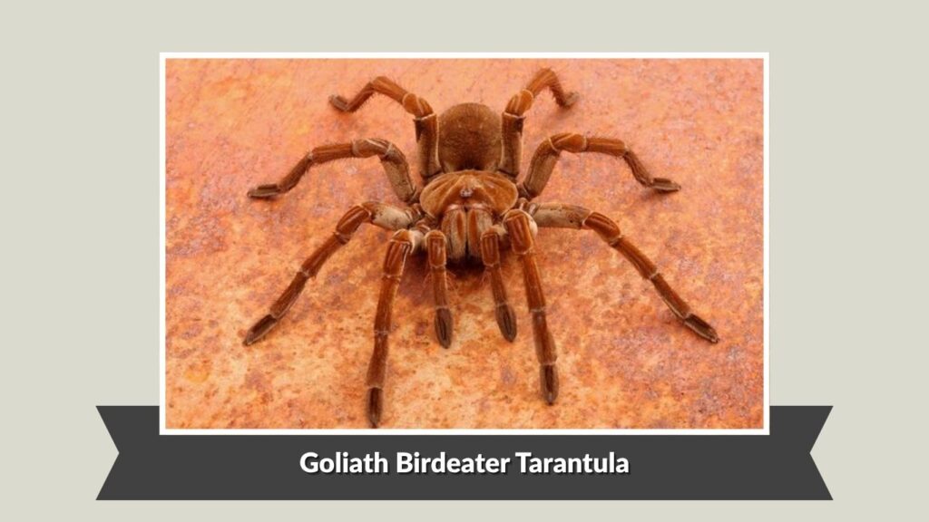Goliath Birdeater Tarantula