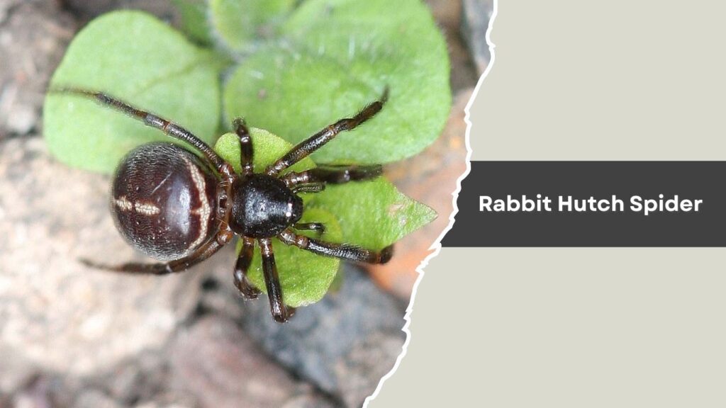 Rabbit Hutch Spider