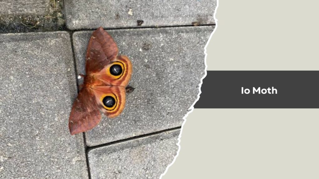 Io Moth