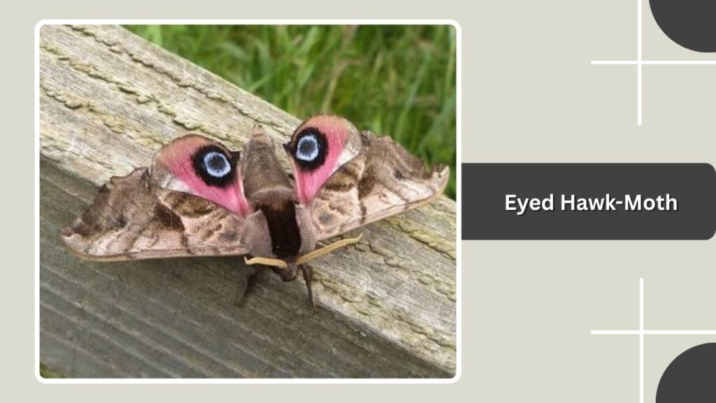 Eyed Hawk-Moth