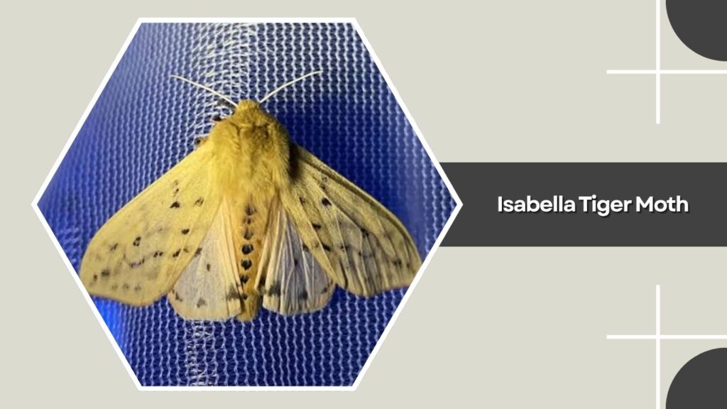 Isabella Tiger Moth