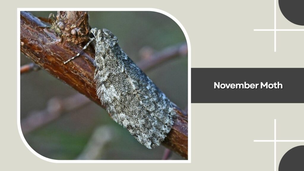 November Moth