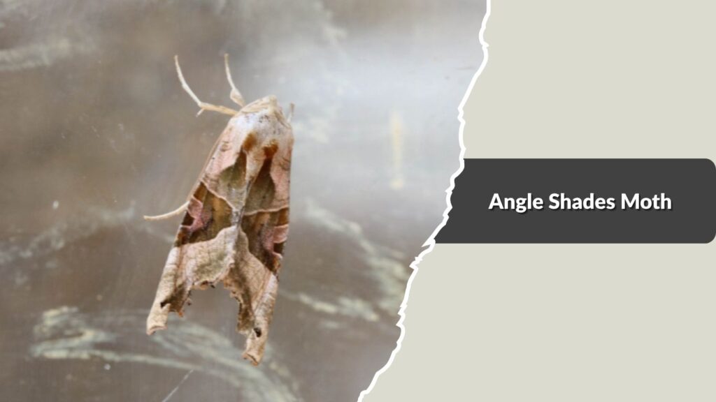 Angle Shades Moth