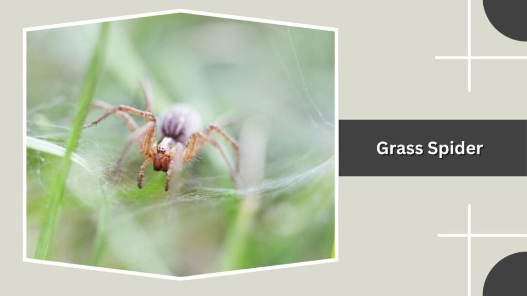 Grass Spider