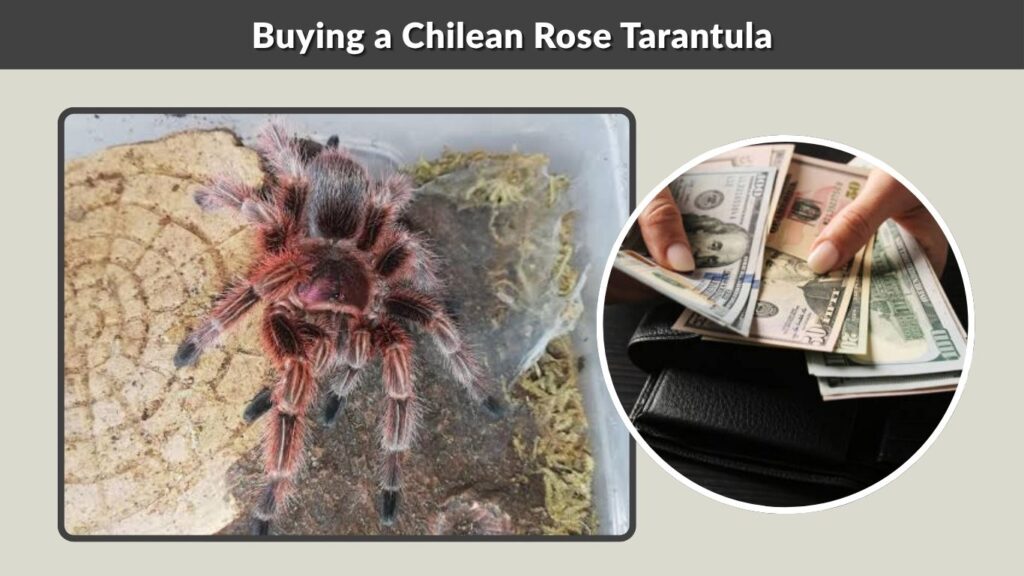 Buying a Chilean Rose Tarantula