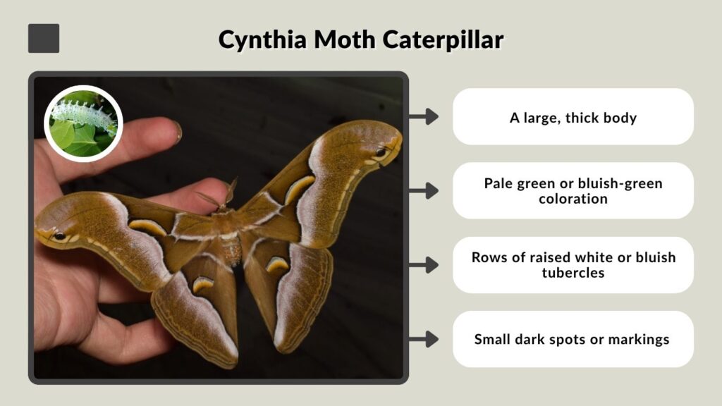 Cynthia Moth Caterpillar
