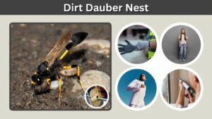 Dirt Dauber Nest: Identification, Spiders Inside, and Safe Removal