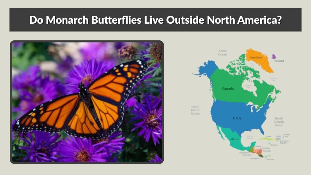 Do Monarch Butterflies Live Outside North America?