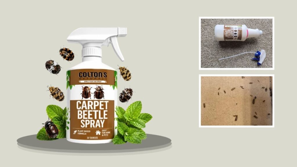 Colton’s Naturals Carpet Beetle Spray – Eggs, Larvae & Adults