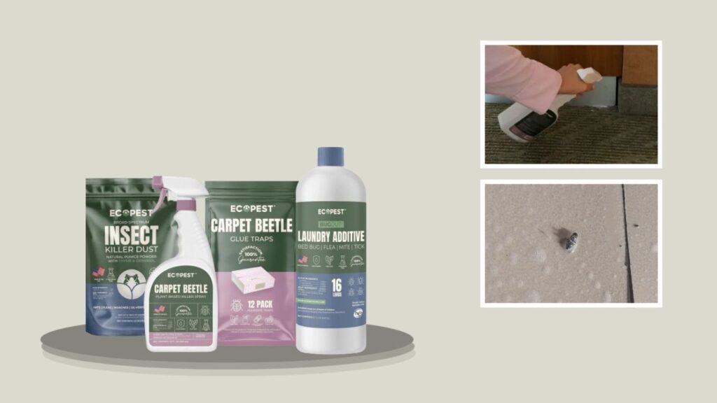 Carpet Beetle Treatment Kit – Plant-Based Control