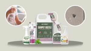 8 Best Carpet Beetle Sprays for Indoor & Outdoor Control