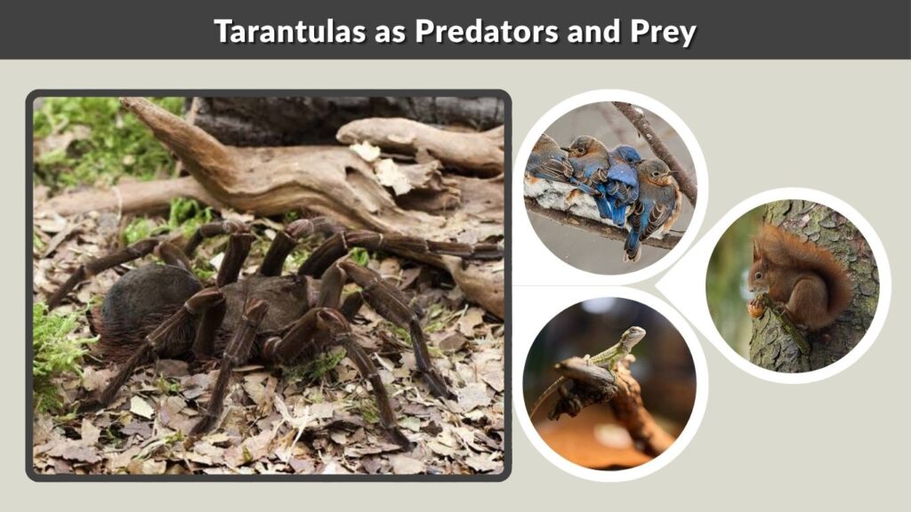 Tarantulas as Predators and Prey