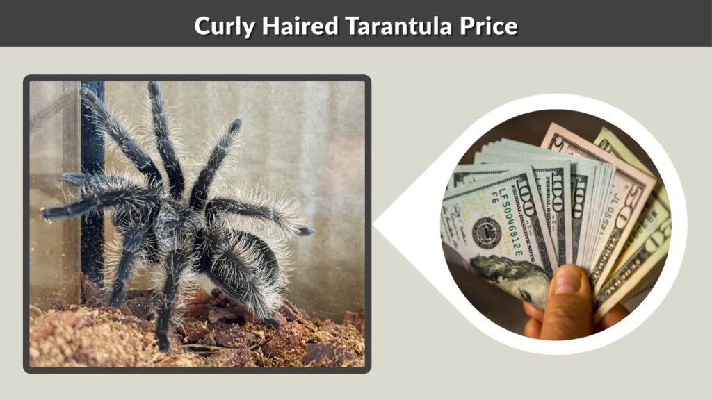 Curly Haired Tarantula Price