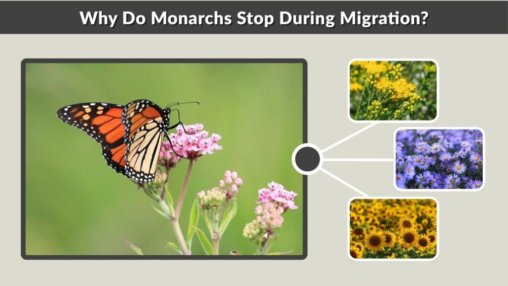 Why Do Monarchs Stop During Migration?