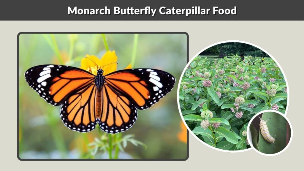 Monarch Butterfly Caterpillar Food