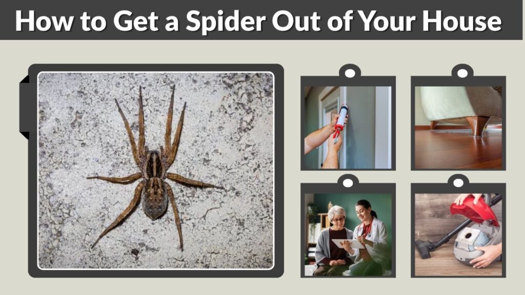 How to Get a Spider Out of Your House Safely