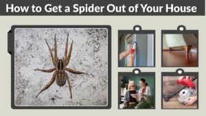 How to Get a Spider Out of Your House Safely
