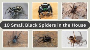 10 Small Black Spiders in the House and How to Identify Them