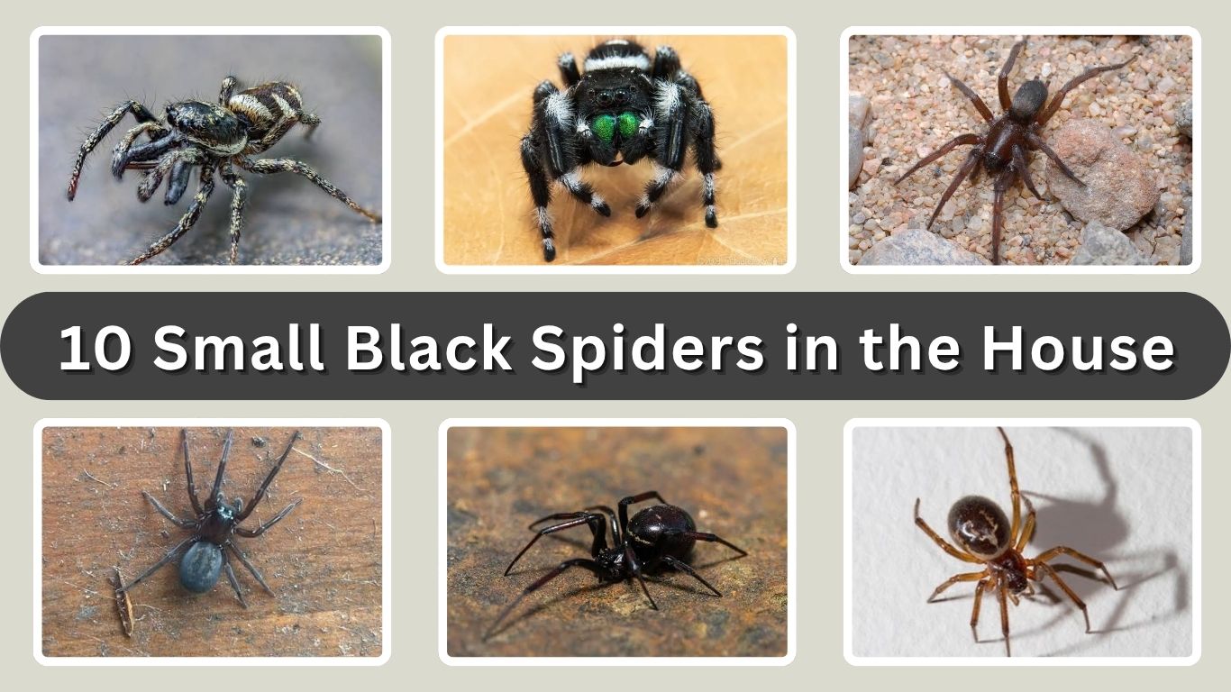10 Small Black Spiders in the House and How to Identify Them