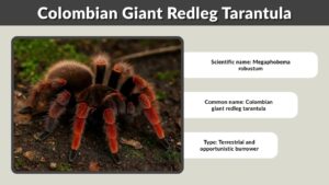 Colombian Giant Redleg Tarantula: Care, Size & Lifespan