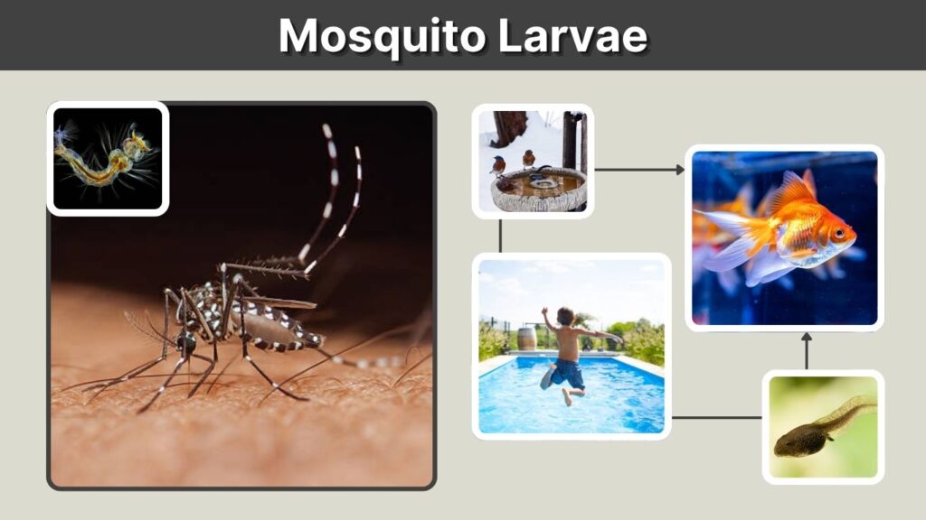 Mosquito Larvae: Identification, Control and Prevention