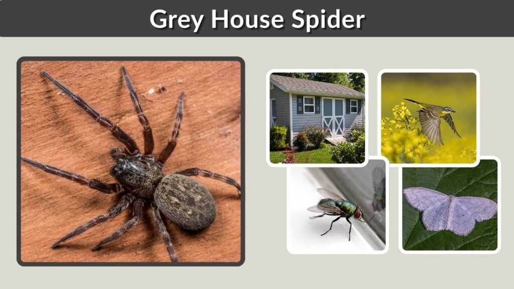 Grey House Spider: Identification, Bite, Size, Web & Facts