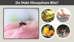 Do Male Mosquitoes Bite? Male vs Female Mosquito Facts
