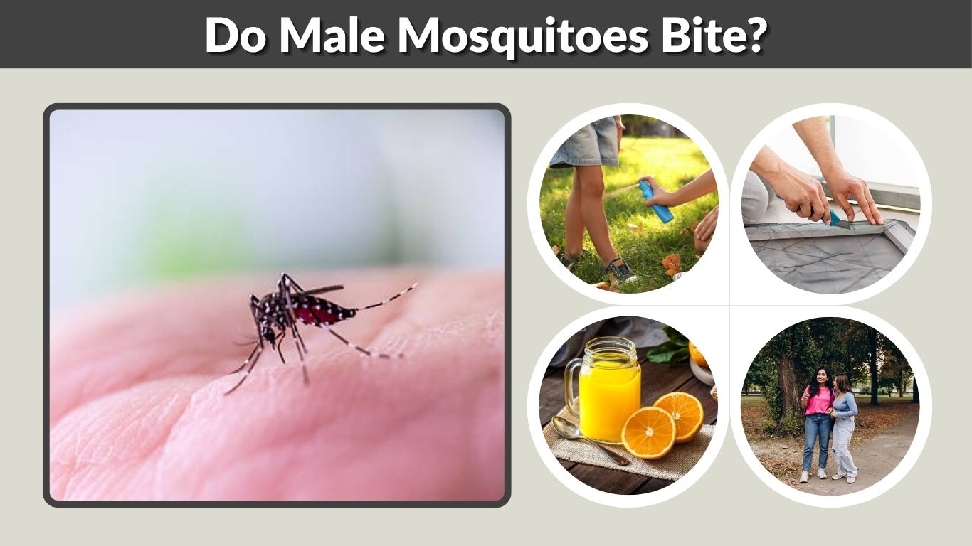 Do Male Mosquitoes Bite? Male vs Female Mosquito Facts
