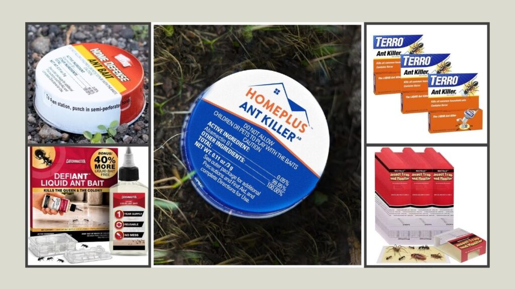 13 Best Ant Traps for Inside the House for Reliable Control