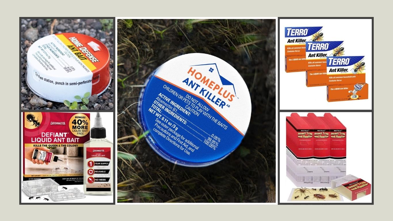 13 Best Ant Traps for Inside the House for Reliable Control