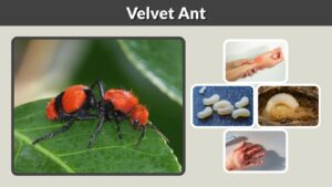 Velvet Ant: Sting, Identification, Habitat, and Facts